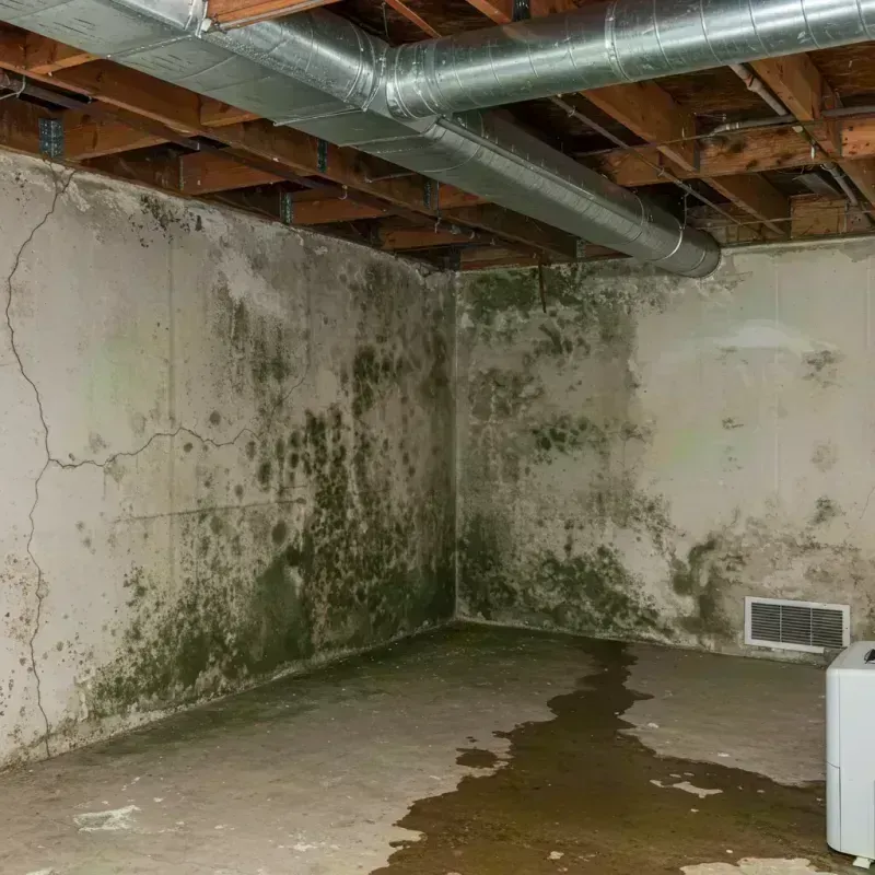 Professional Mold Removal in Twin Lakes, CO